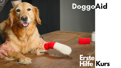 DoggoAid - Erste Hilfe Kurs